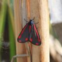 Tyria jacobaeae (Cinnabar).JPG